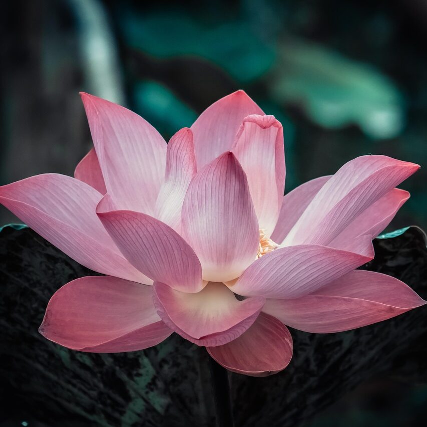 flower, flower background, lotus, nature, blossom, bloom, beautiful flowers, plant, garden, flower wallpaper, flora, aquatic plant, growth, botany, petals-4546245.jpg